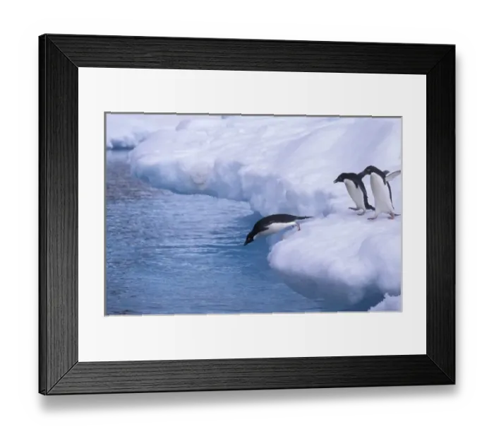 Framed Print : Antarctica, Paulet Island. Adelie penguins dive from an iceberg. The largest Adelie Framed Print : Antarctica, Paulet Island. Adelie penguins dive from an iceberg. The largest Adelie