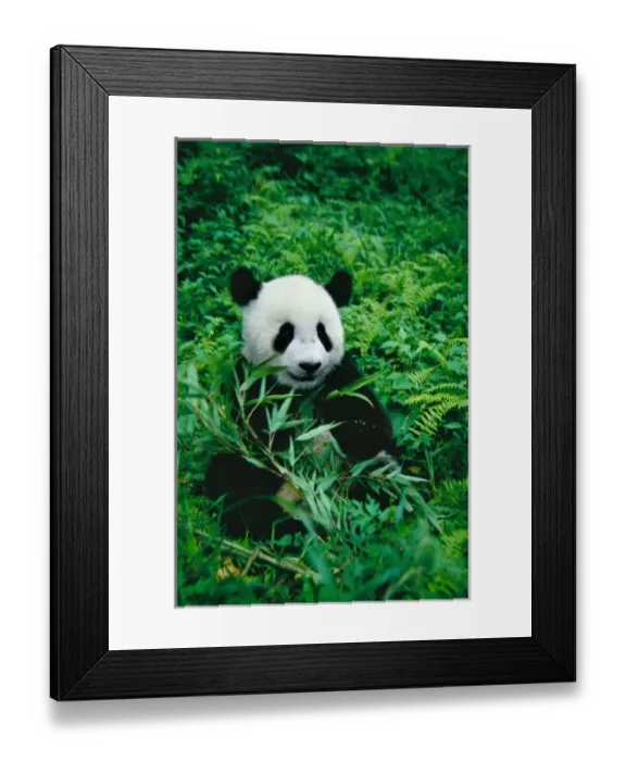 Framed Print : Giant Panda cub eats bamboo in the bush, Wolong Panda Reserve, Sichuan, China Framed Print : Giant Panda cub eats bamboo in the bush, Wolong Panda Reserve, Sichuan, China