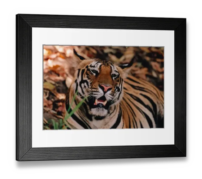 Framed Print : Bengal Tiger, Panthera tigris, Bandhavgarh Nat l Park, Khajuraho, Pradesh, India Framed Print : Bengal Tiger, Panthera tigris, Bandhavgarh Nat l Park, Khajuraho, Pradesh, India