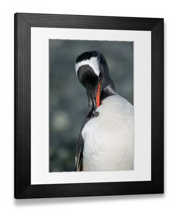 Framed Print : Gentoo Penguin in Neko Harbor Antarctica pennisula, preening coat well oiled to Framed Print : Gentoo Penguin in Neko Harbor Antarctica pennisula, preening coat well oiled to