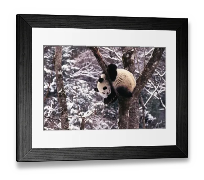 Framed Print : Panda cub playing on tree covered with snow, Wolong, Sichuan Province, China