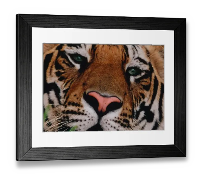 Framed Print : Bengal Tiger, Panthera tigris, Bandhavgarh Nat l Park, Khajuraho, Pradesh, India Framed Print : Bengal Tiger, Panthera tigris, Bandhavgarh Nat l Park, Khajuraho, Pradesh, India