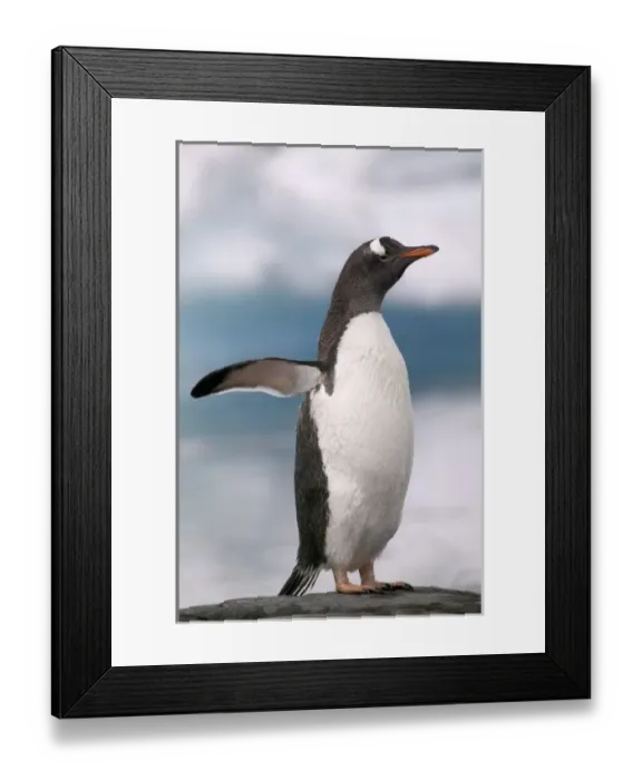Framed Print : Gentoo penguins on rocky shoreline with backdrop of icebergs Pleneau, Antarctica Framed Print : Gentoo penguins on rocky shoreline with backdrop of icebergs Pleneau, Antarctica