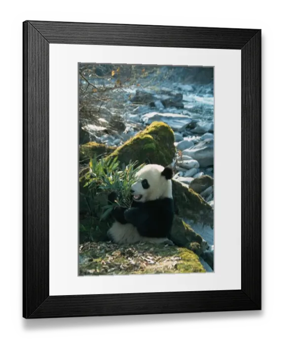 Framed Print : Panda eating bamboo by river bank, Wolong, Sichuan, China Framed Print : Panda eating bamboo by river bank, Wolong, Sichuan, China