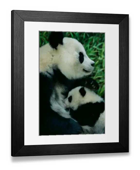 Framed Print : Mother panda nursing cub, Wolong, Sichuan, China Framed Print : Mother panda nursing cub, Wolong, Sichuan, China