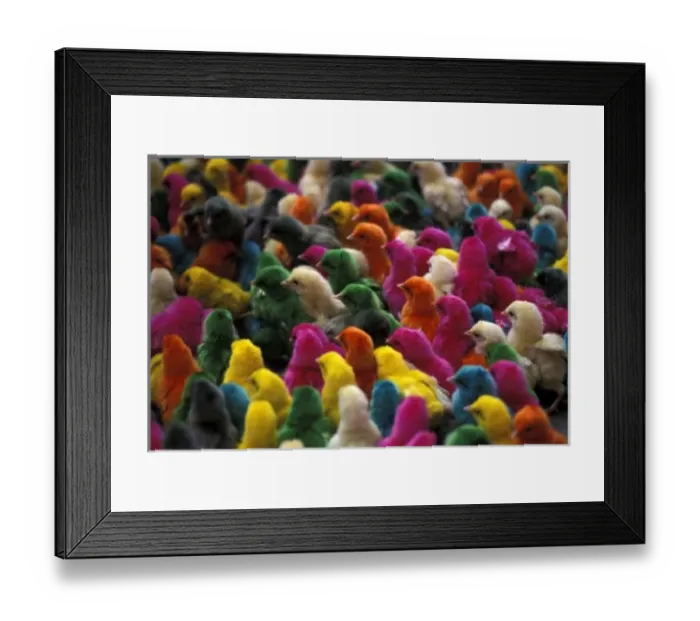 Framed Print : Asia, India, Karnataka, Mysore. Colored chicks for Holi, a spring ritual