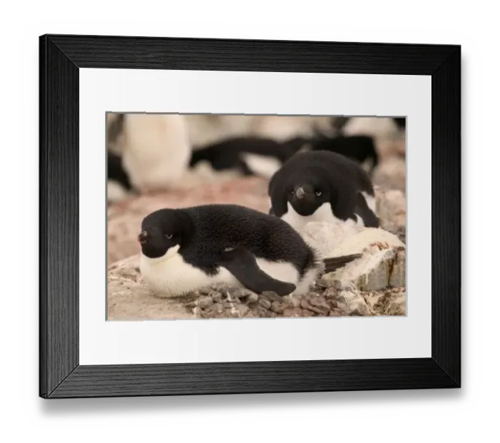 Framed Print : Adelie Penguin Framed Print : Adelie Penguin
