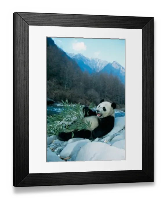 Framed Print : Panda eating bamboo by river bank, Wolong, Sichuan, China Framed Print : Panda eating bamboo by river bank, Wolong, Sichuan, China