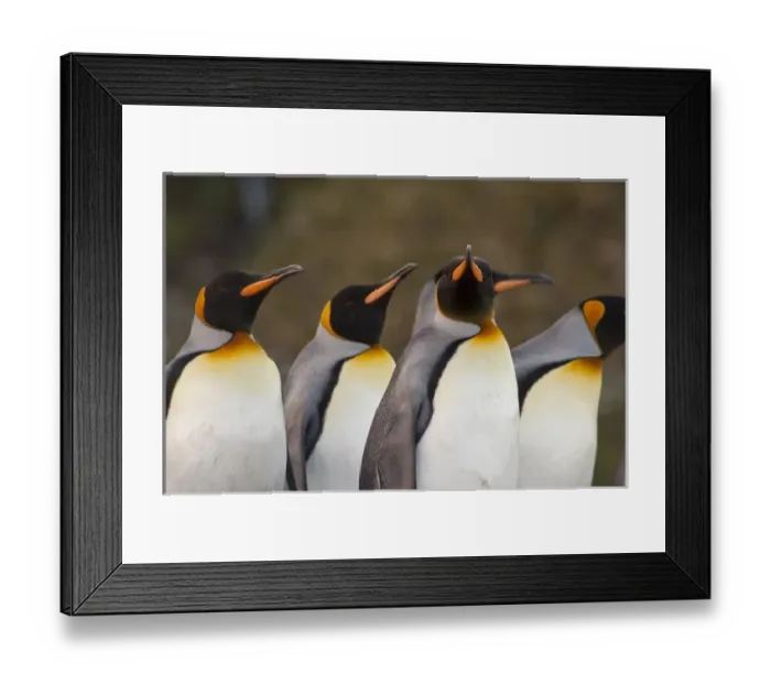 Framed Print : South Georgia Island, Gold Harbor. King penguins (Aptenodytes patagonicus) Framed Print : South Georgia Island, Gold Harbor. King penguins (Aptenodytes patagonicus)