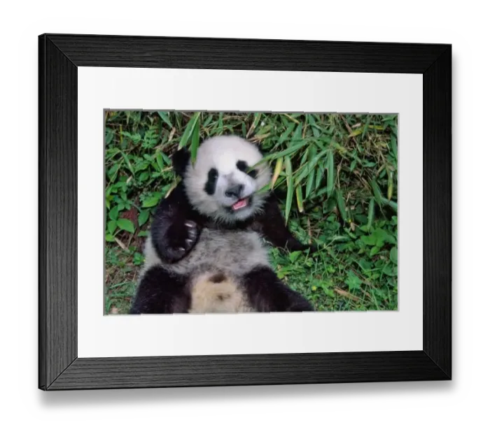 Framed Print : Panda cub in the bamboo grove, Wolong, Sichuan, China Framed Print : Panda cub in the bamboo grove, Wolong, Sichuan, China