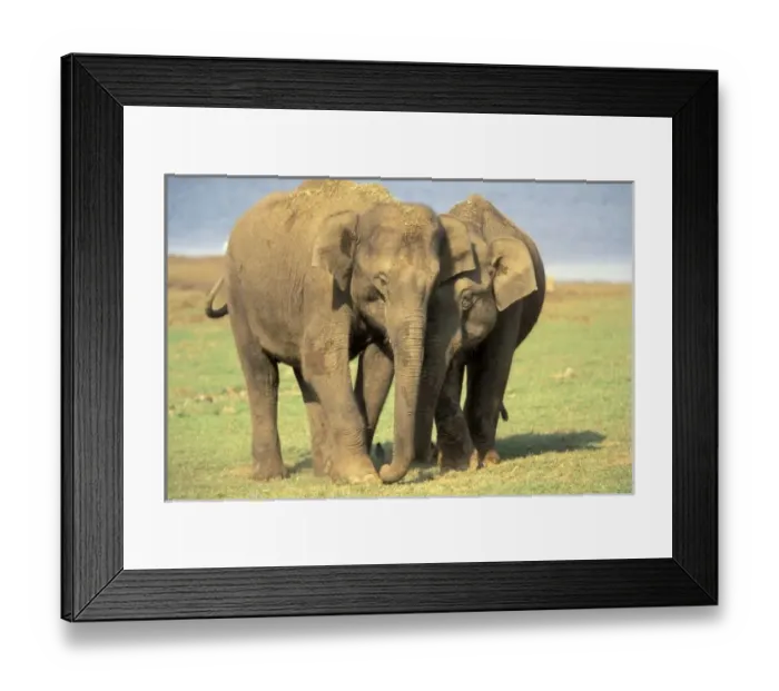 Framed Print : India, Nagarhole Framed Print : India, Nagarhole