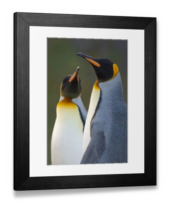 Framed Print : South Georgia Island, Gold Harbor. King penguins (Aptenodytes patagonicus) head detail Framed Print : South Georgia Island, Gold Harbor. King penguins (Aptenodytes patagonicus) head detail