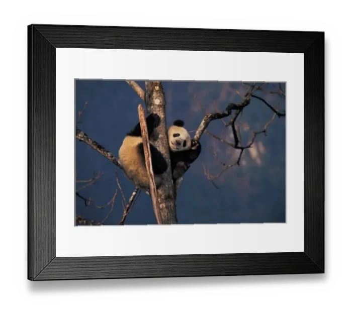 Framed Print : Baby panda playing on tree, Wolong, Sichuan Province, China
