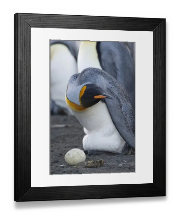 Framed Print : South Georgia Island, Gold Harbor. King penguin (Aptenodytes patagonicus) protecting egg Framed Print : South Georgia Island, Gold Harbor. King penguin (Aptenodytes patagonicus) protecting egg