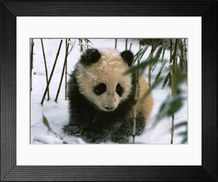 Framed Print : Panda cub on snow