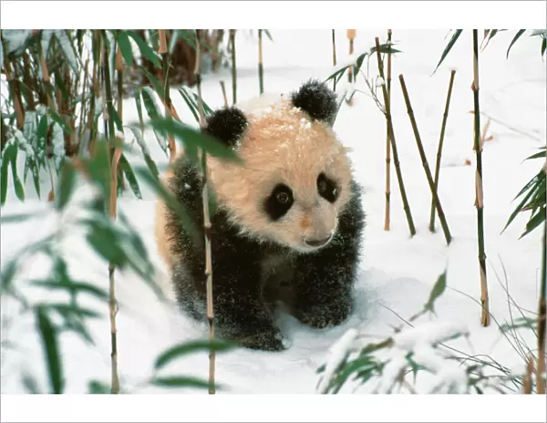 Panda cub on snow, Wolong, Sichuan, China