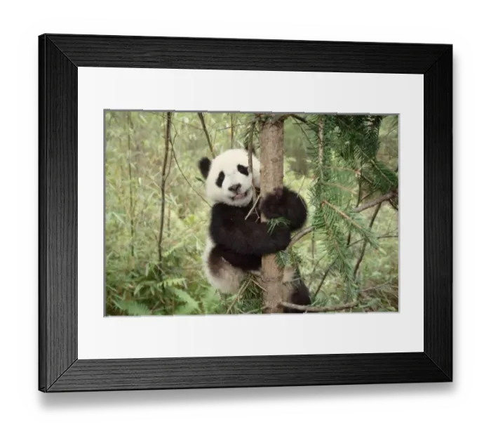 Framed Print : Panda cub playing