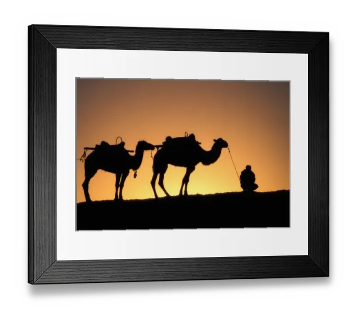 Framed Print : Silhouette of camel Framed Print : Silhouette of camel