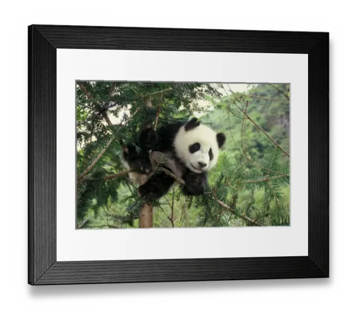 Framed Print : Giant Panda cub climbs a tree, Wolong Valley, Sichuan Province, China Framed Print : Giant Panda cub climbs a tree, Wolong Valley, Sichuan Province, China
