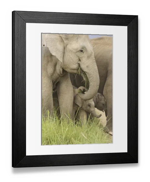 Framed Print : Asia, India Framed Print : Asia, India