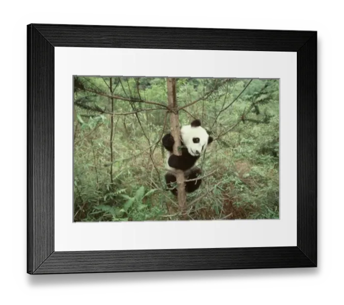 Framed Print : Panda cub climbing