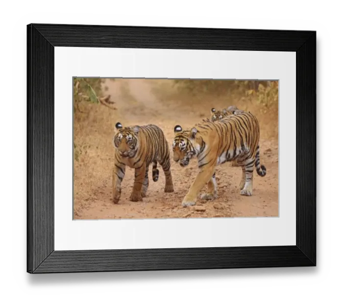 Framed Print : Asia, India Framed Print : Asia, India