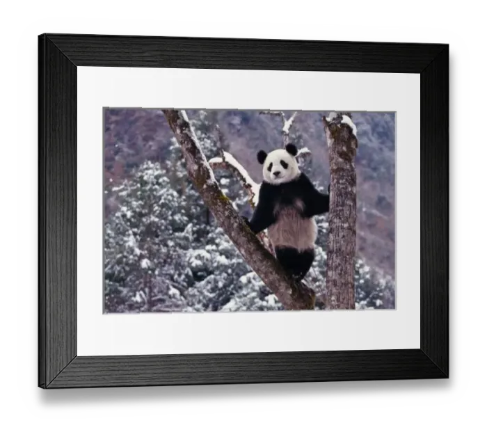 Framed Print : Giant Panda standing on tree, Wolong, Sichuan, China Framed Print : Giant Panda standing on tree, Wolong, Sichuan, China