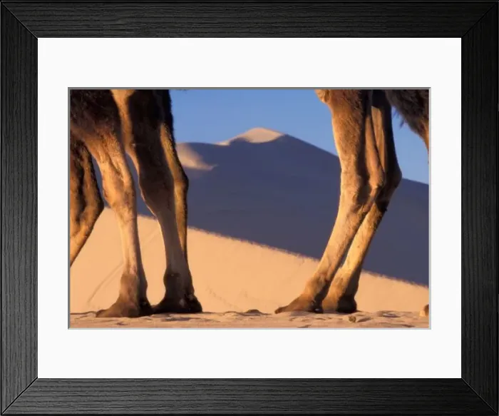 Framed Print : Camels legs with Framed Print : Camels legs with