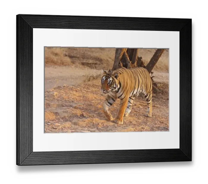 Framed Print : Asia, India Framed Print : Asia, India