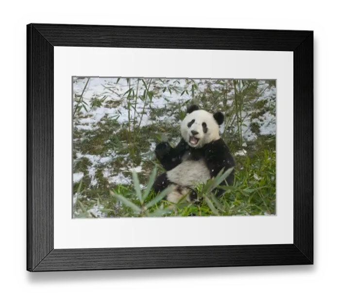 Framed Print : Panda eating bamboo on snow, Wolong, Sichuan, China Framed Print : Panda eating bamboo on snow, Wolong, Sichuan, China