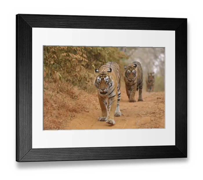 Framed Print : Royal Bengal Tigers