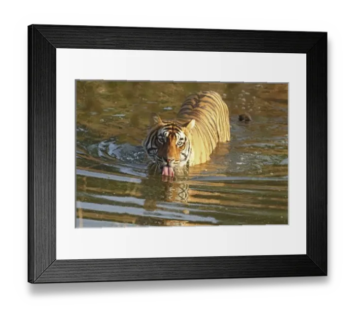 Framed Print : Asia, India Framed Print : Asia, India