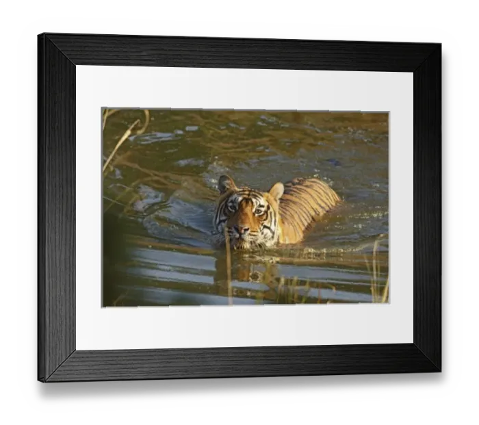 Framed Print : Asia, India