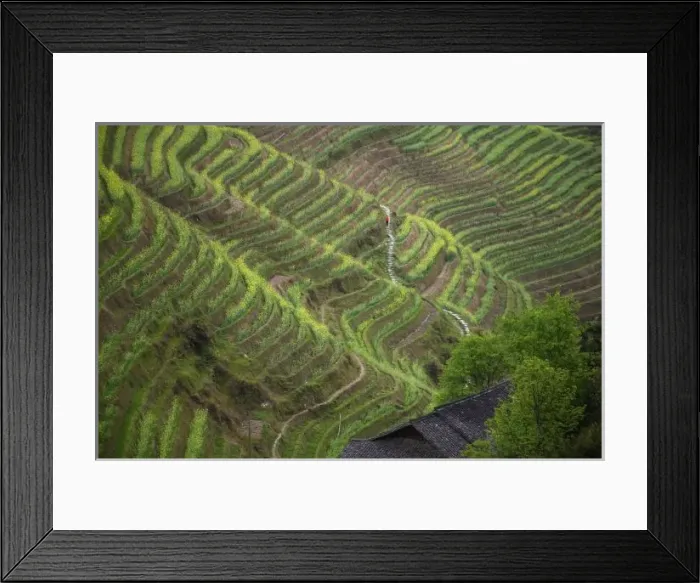 Framed Print : Landscape of rice