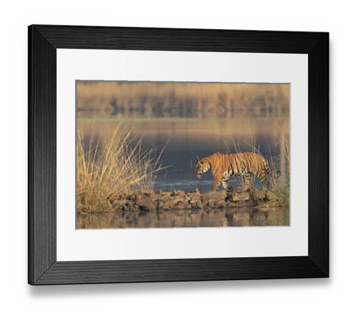 Framed Print : Asia, India