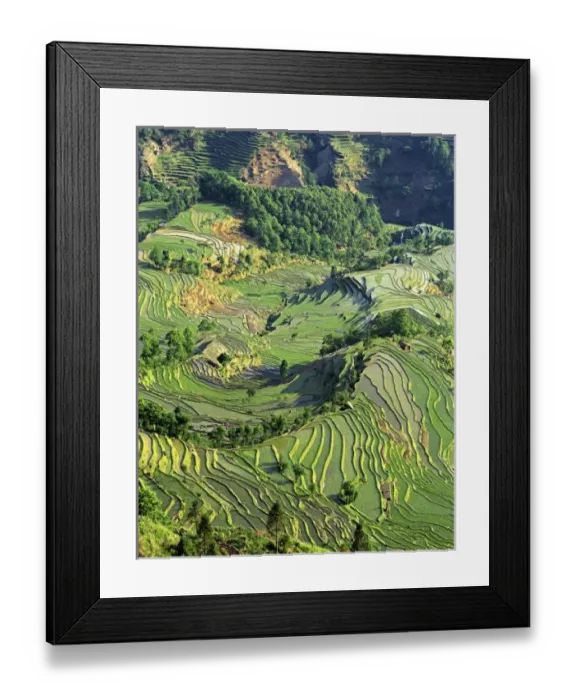 Framed Print : Asia, China, Yunnan, Yuanyang. Pattern of green rice terraces at Laohu Zui (Tigers Mouth)