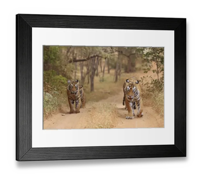 Framed Print : Asia, India Framed Print : Asia, India
