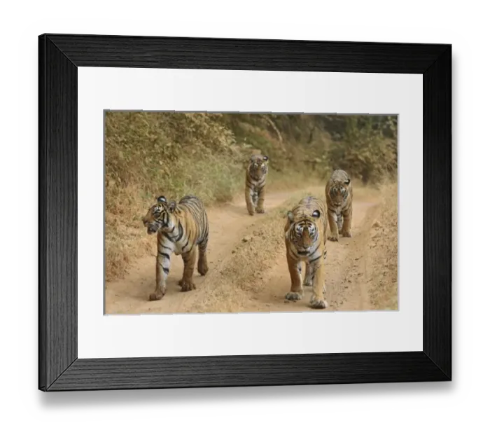 Framed Print : Asia, India