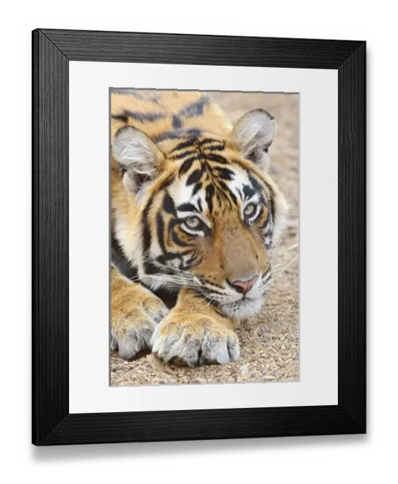 Framed Print : Asia, India Framed Print : Asia, India