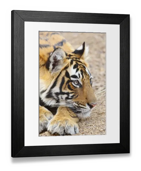 Framed Print : Portrait of Royal