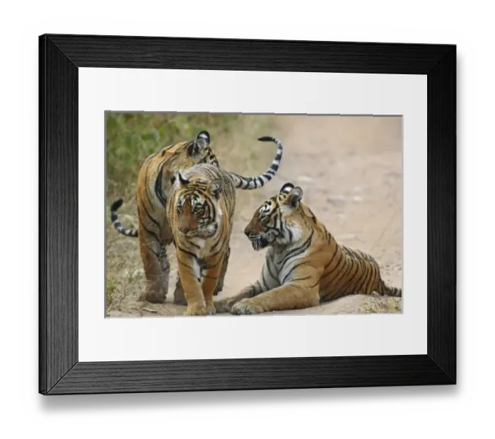 Framed Print : Royal Bengal Tiger