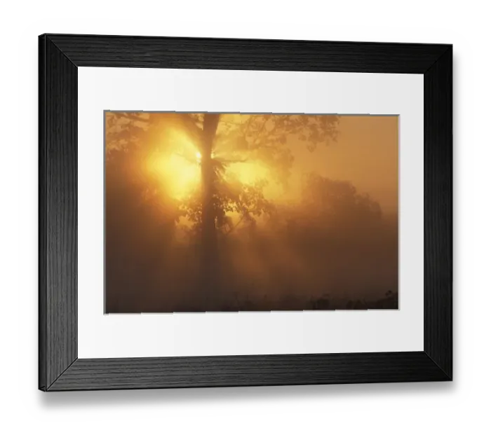 Framed Print : Asia, India, Kanha