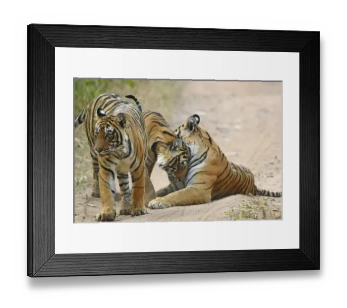 Framed Print : Asia, India Framed Print : Asia, India