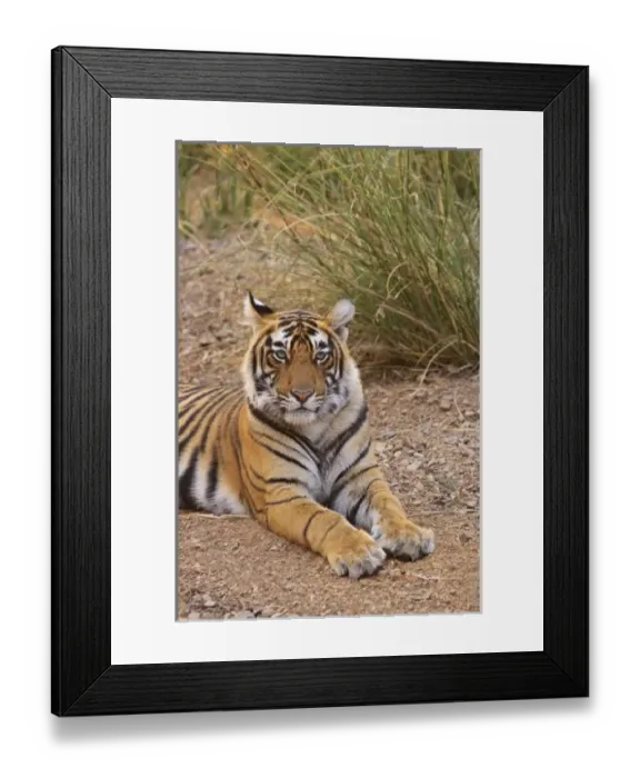 Framed Print : Asia, India Framed Print : Asia, India