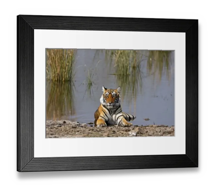 Framed Print : Royal Bengal Tiger sitting in the Rajbagh Lake, Ranthambhor National Park, India