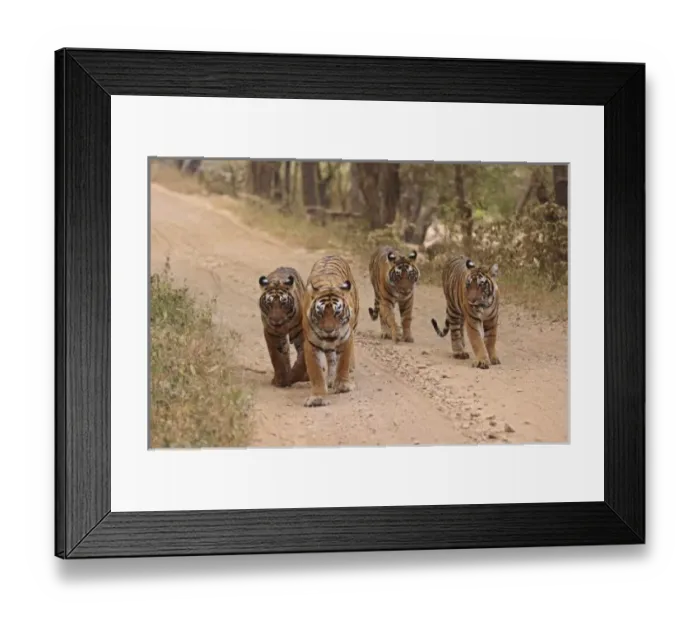 Framed Print : Asia, India