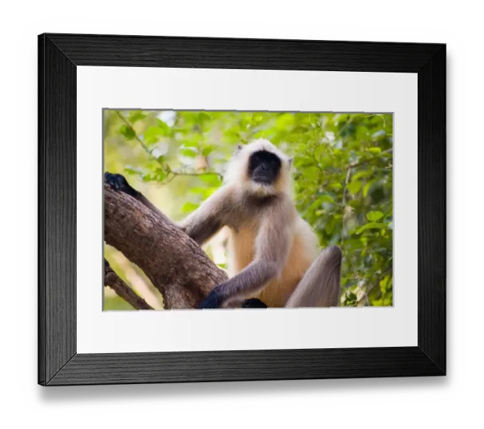 Framed Print : Monkey in jungle Framed Print : Monkey in jungle