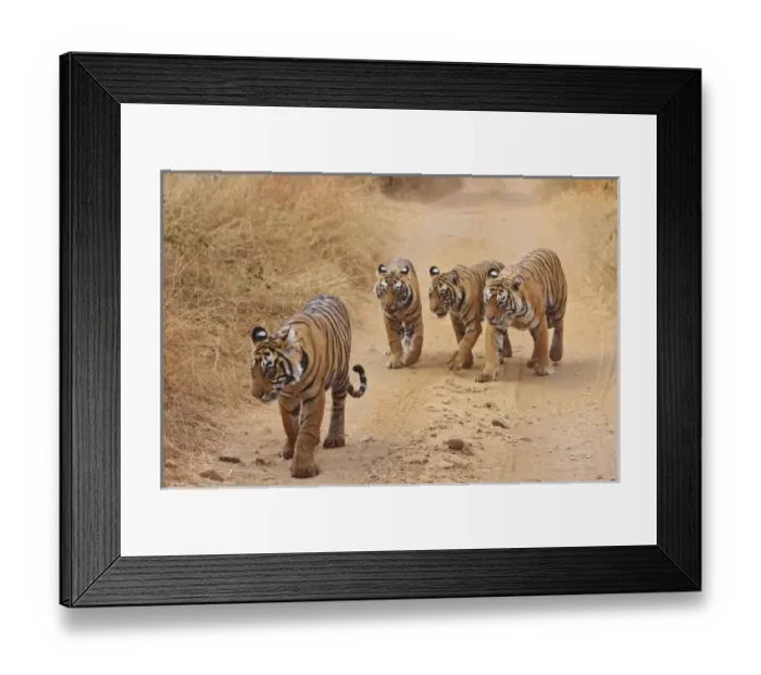 Framed Print : Royal Bengal Tigers Framed Print : Royal Bengal Tigers