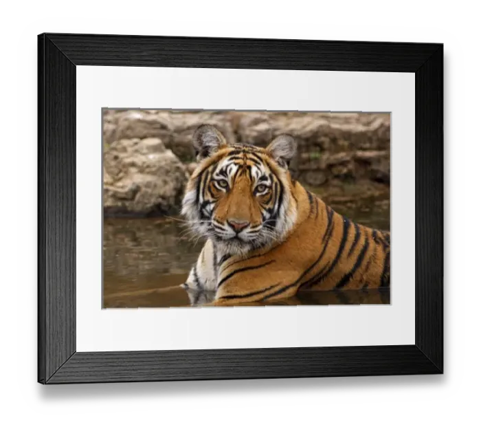 Framed Print : Royal Bengal Tiger in the jungle pond, Ranthambhor National Park, India Framed Print : Royal Bengal Tiger in the jungle pond, Ranthambhor National Park, India