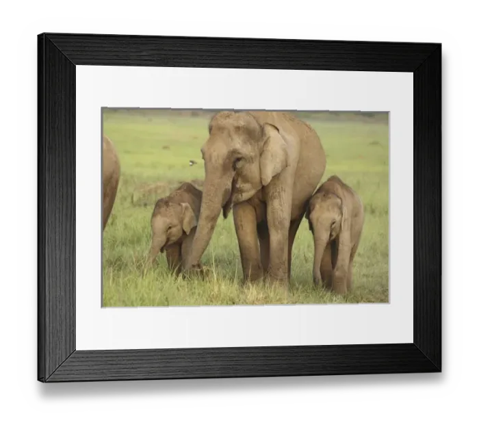 Framed Print : Asia, India